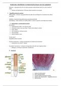 Anatomie hoofdstuk 4 anatomische bouw van de zaadplant