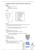 Morfologie hoofdstuk 1: De bouw van wortel stengel blad