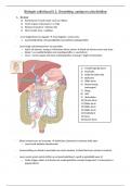 Biologie vakinhoud II.1: Omzetting, opslag en uitscheiding