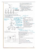 Samenvatting  Immunologie deel 2 (1017474BNR)