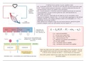 Schema Lymfe/ circulatie (les 1)