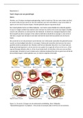 Uitwerking leerdoelen OWG 2: Embryonale ontwikkeling