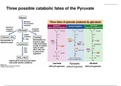 TCA cycle