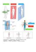 Samenvatting  Anatomie 1 (Anatomie1)