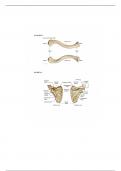 Bio 2311 Nanda bone markings Summary 