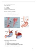 Samenvatting  gastro-entrologie