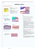 Histología animal: Tejido epitelial, conectivo, muscular y nervioso.