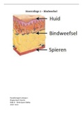 College aantekeningen Blok B Werk, Sport, Hobby - Hoorcollege 2 - Bindweefsel