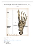 College aantekeningen Blok B Werk, Sport, Hobby - Hoorcollege 7 - Toegepaste anatomie onderbeen, enkel, voet