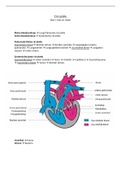 Circulatie deel 1 Hart en vaten (BVP) Anesthesiemedewerker