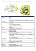 Schematisch overzicht hersengebieden Neuro deel B