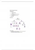 PHYA418 Hematology and Oncology Notes 