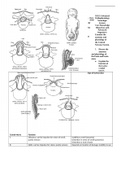 NUR N5315 Neurologic System Core Knowledge Study Objective with Advanced Organizers.