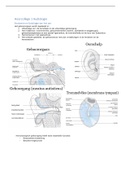 Samenvatting Audiologie 