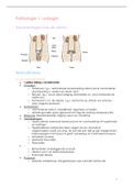 Samenvatting pathologie 1 - deeltje urologie