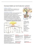 Uitwerking colleges Endocrien Systeem