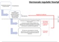 hormonale regeling schema