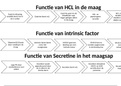 MLT 1e jaar