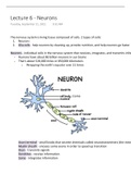 Neurons