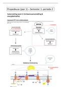 Samenvatting sem 1 - per 2