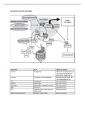 Complete toetsstof semester 1 jaar 1 samenwerkend leren voeding en diëtetiek