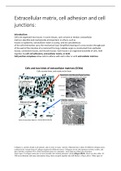 Extracellular matrix, cell adhesion and cell junctions