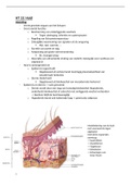 cellen en weefsels: hoofdstuk 13, de huid