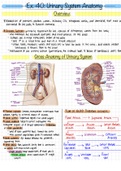 Urinary System 