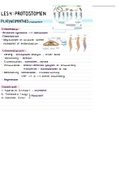 Samenvatting Vergelijkende biologie Protostomen, KULeuven BMW 1