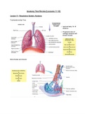 AnAatomy Test Review [Lectures 11-16] .