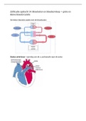 bloedvaten en bloedsomloop: kleine en grote circulatie