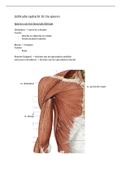 de spieren: anatomie