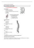 functionele anatomie wervel deel 1