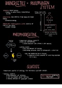 Bioenergetics and Phosphate System Class Notes