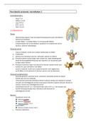 functionele anatomie wervel 2