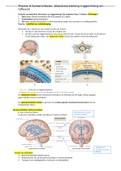 thema 4: hersenvliezen, bloedvoorziening, ruggenmerg en reflexen