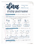 DNA structure and replication