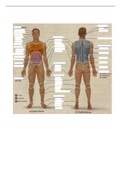 Anatomical Orientation fill in the blank practice