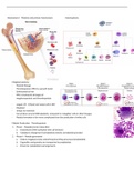 Haemostasis