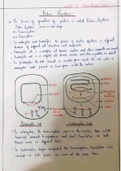 Protein Synthesis (biology & cell & molecular biology f.sc & B.sc zoology)