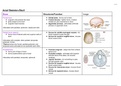 ANAT 1 Skeletal Exam: Axial Skeleton