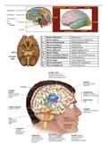 Belangrijke hersendelen neurologie 