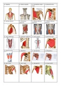 Anatomie