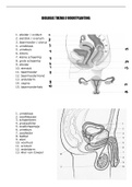 Samenvatting  Toegepaste biologie