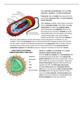 Overview of Prokaryotic cells and virus structure