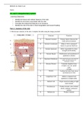 BIOS251 Week 5 Lab; Integumentary System