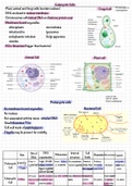 Summary cells for CCEA AS Level, ISBN: 9781780730998  Unit AS 1 - Molecules and Cells 