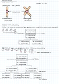 Korte samenvatting biologie: mitose en meiose