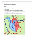 Observatie en bewaking circulatie