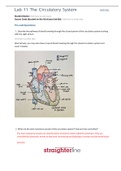 BIO 202L Lab 11 Worksheet- The Circulatory System